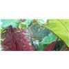 Seeds & Plants Shop by Ipsa Pezzi - 10x Gunnera Insignis più di un Anno Giardino Piante - Seme ID995 - Seeds & Plants Shop by Ipsa