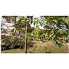 Seeds & Plants Shop by Ipsa Pezzi - 10x Trema Micrantha Capulin Albero Giardino Piante - Seme ID1616 - Semi Piante Negozio Samenbank Pfullingen Patrik Ipsa