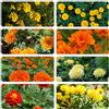 Generic semi di tagete - semi di resistente primavera giardino interni ufficio balcone con parterre selvatico 800pcs