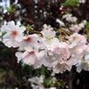 le Georgiche Vivai le Georgiche - Pianta vera di Prunus x subhirtella Autumnalis Rosea Ciliegio giapponese, Ciliegio da fiore - vaso Ø 24 cm - altezza alla vendita 180-200 cm