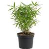 Bloomique - Fargesia Rufa - Pianta di bambù - Non espansiva - Resistente all'inverno - Sempreverde - Piante da giardino - Altezza 20-40 cm - Vaso 14 cm