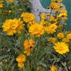 Generic semi di coreopsis - coreopsis - rampicanti resistenti, biologici da ombra, balcone, ornamentali, decorazione 150pcs