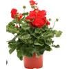Generico Geranio rosso Terre di Romagna Made in Italy 1 vaso 12 cm bellissima pianta vera