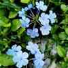 Generic 100 pz semi di plumbago auriculata - da giardino del resistenti delle