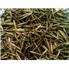 Semi bambù Moso Phyllostachys edulis (100)