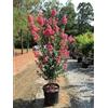 Vivaio di Castelletto Lagerstroemia indica pianta a cespuglio in vaso ø36 H 120/150 cm COLORI MISTI Vivaio di Castelletto