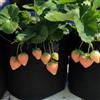 Generic semi di fragola - semi di balcone serra giardino biologico Letti elevati per giardino resistenti 600pcs