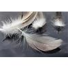 Tigofly 30 pz/lotto Naturale Barred Mallard Anatra Fianco Piume D'oca Selvatica Ali Capelli Coda Streamers Fly Legare Materiali