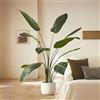 BLAINE | Strelitzia 200cm | Piante Artificiali Decorative | Grande Pianta Artificiale | Piante Artificiali per Interno/Esterno | Pianta Artificiale Realistica Decorativa per Casa | Senza Cura