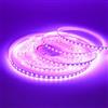 HEGEHE - Striscia LED 24V [5M, Viola],CRI85+,SMD2835,120 LEDs/m,design fai da te,adatta per camera da letto,soggiorno,sala giochi,cucina,decorazioni per feste e negozi - senza alimentatore