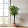 BLAINE | Ficus Silvestre 180cm | Piante Artificiali Decorative | Pianta Artificiale Grande | Piante Artificiali per Interni/Esterni | Pianta Artificiale Realistica Decorativa per la Casa