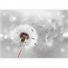 murando - Carta da parati Denti di leone 350x256 cm Fotomurali in TNT Murale alla moda Decorazione da Muro XXL Poster Gigante Design Carta per Pareti Soggiorno Fiori Natura grigio b-C-0072-a-b