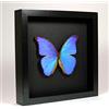 De Museumwinkel.com Morpho Didius - Il Morpho Blu - Vera Farfalla di Tassidermia Montato sotto Vetro in Cornice di Legno Nera Elegante Fatta a Mano
