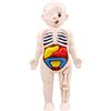 Xweptuy Modello del corpo umano per bambini 7x4 Modello di anatomia Organi Corpo umano staccabile ABS Senza sbavature Giocattoli scientifici Anatomia educativa per bambini di età superiore a 3 anni