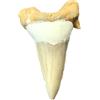 Steinfixx® Esclusivo dente di squalo fossilizzato XL primordiale | Fossili I Top Qualità I Non Trattato I Naturale (1)