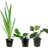 Generico Set 3 Piante Vere per Acquario: 1 Vallisneria Gigantea, 1 Anubias Barteri, 1 Anubias Barteri Nana | Piante Vive Resistenti e Facili, Kit Assortimento Ideale per Principianti e Ogni Tipo di Acquario
