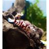 Generisch Gamberetti glück - Red Fancy Gamberetti di tigre - Caridina - 1 pezzo