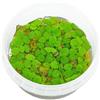 CO2 Art Salvinia natans Porzione (lustrini d'acqua)