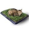 PetZolla Gatto Kit S - Cuccia estiva in vera erba con vassoio 60x40 cm | Letto per gatti con erba gatta naturale e atossico, cuccia per gatti da interno dura fino a 3 mesi - Made in Italy