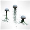 Generic Set di 3 meduse con ricci di mare tortora e varie piante aeree.