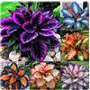 LREUHGFN Hosta,Perfetto per i bordi-Garden,capolavori in vaso eleganti,hosta in vaso,Sorprendente-pali da giardino premium,eleganti,Rizoma Di Hosta.-4lampadine-A