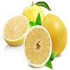 eGarden.store pianta di pompelmo albero di pompelmo pianta di agrume varietà pompelmo età 2 anni pianta vera venduta da eGarden.store (giallo)