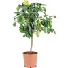 KENTIS - Pianta di Limone - Citrus Limon - Piante di Agrumi Vere - Alberi da Frutto da Giardino - Piante da Frutta da Esterno - H 70-80 cm Vaso Ø 20 cm