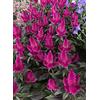 PERAGA GARDEN 1 PIANTA DI CELOSIA CARACAS VASO 12CM