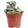 eGarden.store Pianta vera di Hoya Carnosa Compacta Variegata o Fiore di Cera | Altezza: 8 cm Diametro vaso: 9 cm | Pianta ornamentale variegata da arredo interno