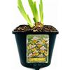 POWERS TO FLOWERS - IRIS GERMANICA GIALLO-ARANCIO COLONEL MUSTARD, VASO 14CM DIAMETRO, pianta vera