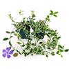 POWERS TO FLOWERS - PERVINCA MINOR VARIEGATA 4 PIANTE, VINCA, piante vere