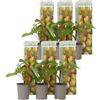 Plant in a Box - Kiwi Actinidia 'Jenny' - Set di 6 - Piante di kiwi - Vaso 9cm - Altezza 25-40cm