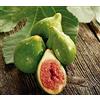 Vivaio di Castelletto Fico pianta da frutta innestata di 2/3 anni in vaso ø19 Made in Italy Vivaio di Castelletto