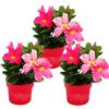 exotenherz Dipladenia - Gelsomino cileno, vaso da 10 cm, set di 3 piante, rosa