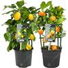 GardenersDream Combo di Albero di Limone e Albero di Arancia Piante da Appartamento Piante di Agrumi Vive in Vasi