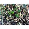 Generic Marrone Tohono O'odham Tepary Bean Orto leguminose - 25 Semi