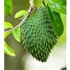 Generic 10pcs Semi di Graviola Annona Muricata Soursop