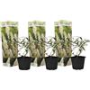 Plant in a Box - Buddleja bianca - Set di 3 - arbusto per farfalle Resistente all'inverno per il giardino - Vaso 9cm - Altezza 25-40cm