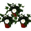 exotenherz Edel-Lieschen Impatiens - Vaso da 12 cm, colore: Bianco