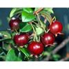 Generic 6 graines de GOYAVIER DU CHILI (Ugni Molinae) G249 CHILEAN GUAVA SEEDS SEMENTES