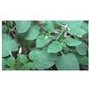 Seeds & Plants Shop by Ipsa Pezzi - 10x Heliotropium Indicum Indiano Eliotropio Giardino Piante - Seme B1115 - Seeds & Plants Shop by Ipsa