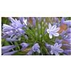 Seeds & Plants Shop by Ipsa Pezzi - 10x Agapanthus Campanulatus Giglio Blu Giardino Piante - Seme ID647 - Seeds & Plants Shop by Ipsa