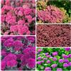 Generic sedum semi ufficio selvatiche giardino vaso al coperto decorazione 350pcs