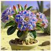 LREUHGFN Rosa del deserto bonsai Per fioriere eleganti,Capolavori in vaso di premium garden stakes a rapida crescita brillante,Bellezza Ambiente,adenium obesum vera.-1unità-A
