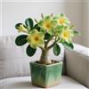 LREUHGFN Rosa del deserto bonsai Per fioriere eleganti capolavori in vaso di premium garden stakes a rapida crescita brillante,Bellezza Ambiente,adenium obesum vera.-1unità