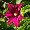 le Georgiche Vivai le Georgiche - Pianta vera di Clematis Niobe Clematide Niobe - vaso Ø 15 cm - altezza alla vendita 40-60 cm