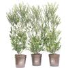 vannucci piante Ilex maximowicziana, Agrifoglio, Pianta vera in vaso Vannucci Piante, Pianta da terrazzo (cod. 6) (3x)
