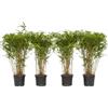 Plant in a Box - Bambù - Set di 4 - Fargesia nitida 'Gansu' - Altezza 50-70cm - Vaso 17cm - Bamboo ornamentale sempreverde - Pianta da giardino resistente al freddo - Ideale per siepi e vasi
