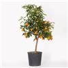 Generico Kumquat in Vaso Ø20 cm - Mandarino cinese - Agrume Ornamentale e Fruttifero - Prodotto in Sicilia dal Vivaio uJardinu - Pianta da Esterno, Sempreverde e Profumata