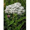 Generic Semi di Achillea Bianca Confezione da 100 semi